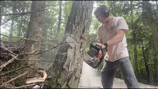 Stihl MS 261C Felling Trees