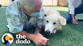 115-Pound Great Pyrenees Keeps Getting Adopted And Returned Until ... 😍 | The Dodo Adoption Day