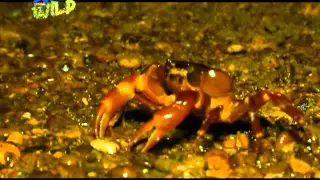 Doc Nielsen discovers a possible new species of crab | Born to be Wild