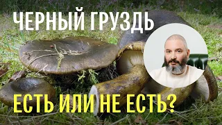 Для новичков: об опасности чернушки (черного груздя)