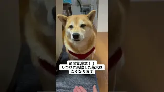 しつけに失敗した柴犬の末路