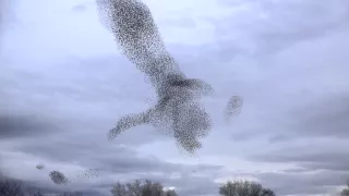 A Starling murmuration