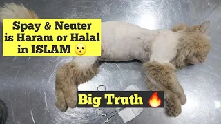 Cat Spaying & Neutering Is Haram or Halal In ISLAM | Dog Neutering