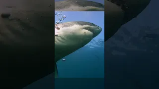 Diver's cage is ATTACKED by monstrous great white shark | Shark Week | Discovery