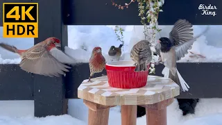 Cat TV for Cats to Watch 😺 Pretty birds in the snow 🐦 Very chatty squirrels 🐿 8 Hours(4K HDR)