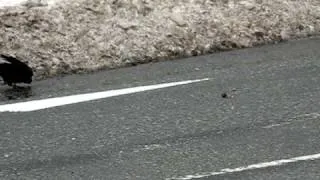 Smart Crow uses cars to crack nuts in Akita, Japan near Senshu Park