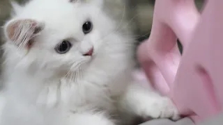 Cute Cat And Kitten