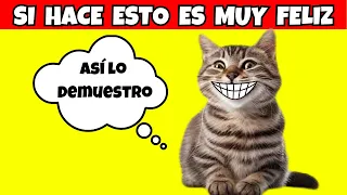 😍7 señales que indican que tu gato es muy feliz💟