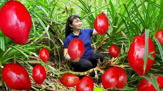 How to harvest Red Wild Pineapple, goes to the market sell - Harvest and Cooking |Tieu Vy Daily Life