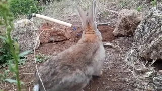 في قلب البرية:صيد الأرانب بفخ بدائيInto the Wild: Rabbit Hunting with a Primitive Trap.