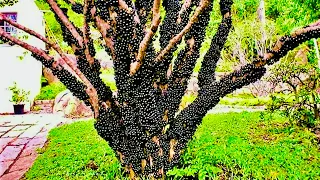 COMO PODAR A JABUTICABEIRA CORRETAMENTE