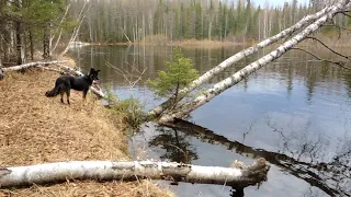 Путешествие к реке с ночёвкой. Малица как кресло у костра. Палатка как разгрузочное кресло у костра.