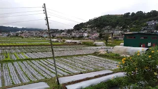 Strawberry Farm Baguio City
