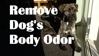 How to Remove Dog Odor. Help dog smell nice.