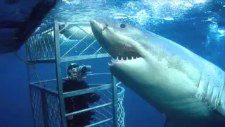 Shark Dive Goes Terribly Wrong