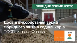 ПОСП ім. І. Франка. Зерно гібридного жита в годівлі ВРХ. Вражаючі результати досліду | #RYEVOLUTION