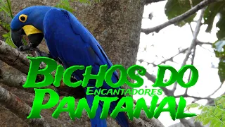 BICHOS do PANTANAL - Belos animais resistem a seca e a ação humana predatória no Pantanal!
