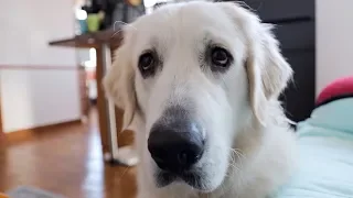 Funny Dog Asks for Popcorn: Cute Golden Retriever Dog Bailey