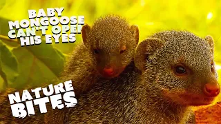 The Blind-Born Mongoose: A Story of Survival and Resilience | Bandits of Selous | Nature Bites