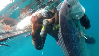 chasse sous marine gros denti avec La colo du RELAIS