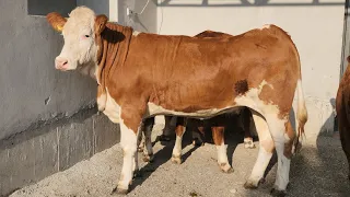 3+1 Tozza Simmental Buqa va Hunojinlar Keldi Sherzod aka Sifatga Ishlaydi