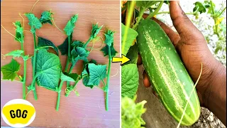 How to grow Cucumber from cuttings easily at home for beginners