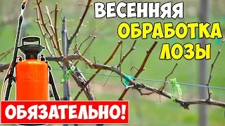 ПЕРВАЯ ОБРАБОТКА ВИНОГРАДА ВЕСНОЙ от болезней и вредителей!!!