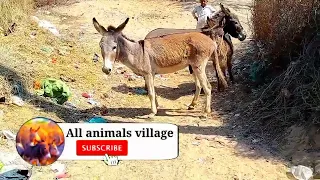 Two donkeys togaher having fun#donkey #village