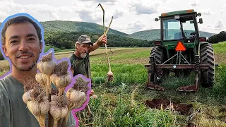 Our First Major Garlic Harvest