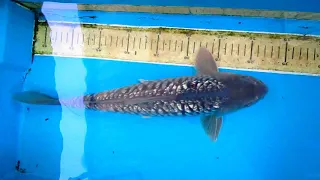 KOI GINRIN ARAGOKE SQ 40cm by NATURE KOI FARM JAKARTA