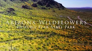 Flying Over Arizona Wildflowers (4K)