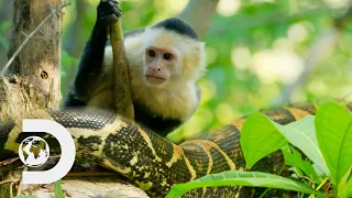 Capuchin Monkeys Vs Deadly Boa Constrictor Snakes l Wild Costa Rica