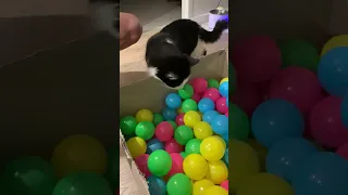 Jasper and Daisy and the ball pit