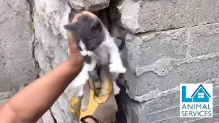 Kitten Rescued From Between Wall