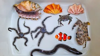 Finding hermit crab and ornamental fish, crab, conch, sea snail, shell, starfish, eel, sea cucumber
