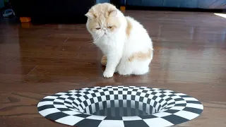 Can Cats See Optical Illusions?