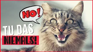 5 Irrtümer in der Katzenerziehung / Fehler die Katzenbesitzer tun und Katzen hassen / Amely Rose
