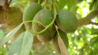 Warum die Avocado gesund und umweltschädlich ist | SWR | Landesschau Rheinland-Pfalz