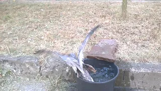 Спасение птенца чайки. Saving the gull chick.