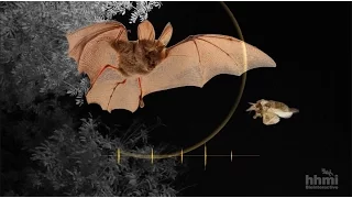 Moth Mimicry: Using Ultrasound to Avoid Bats | HHMI BioInteractive Video