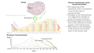 Uterine (menstrual) cycle - phases