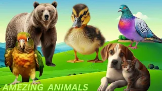 Cute Animals video: Beer, Parrot, Pigone, Duck, Etc.. - Animals Moments