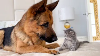 German Shepherd Meets New Kitten for the First Time!