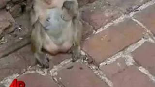 Raw Video: Monkeys Floss, With Human Hair