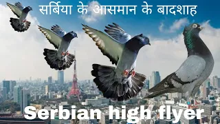 सर्बिया के कबूतर! Serbian high flyer pigeons! #highflyingpigeons