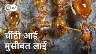 यूरोप में लाल चींटियों ने किया नाक में दम  [Red fire ants in Italy threaten Europe]