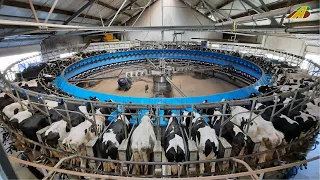 1000 Kühe melken im 80ziger Melkkarussell Tiere füttern Visiting a 80 Stall Rotary Milking Parlor