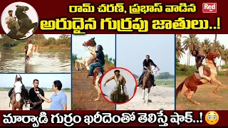 Most Powerful Rare Horse Breeds In kakinada | రామ్ చరణ్, ప్రభాస్ వాడిన అరుదైన గుర్రపు జాతులు | RedTv