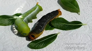 Oleander Hawkmoth Caterpillars