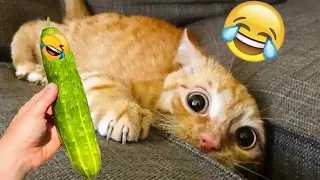 The FUNNIEST and CUTEST moments with ANIMALS!😄 DOGS+CATS